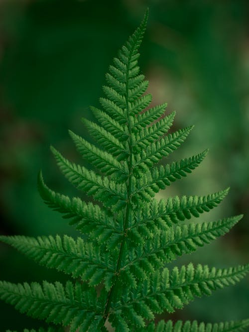A Close-Up Shot of a Fern Plant