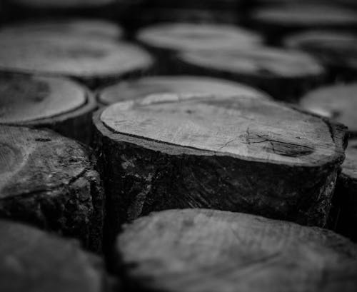 Grayscale Photo of Wood Logs