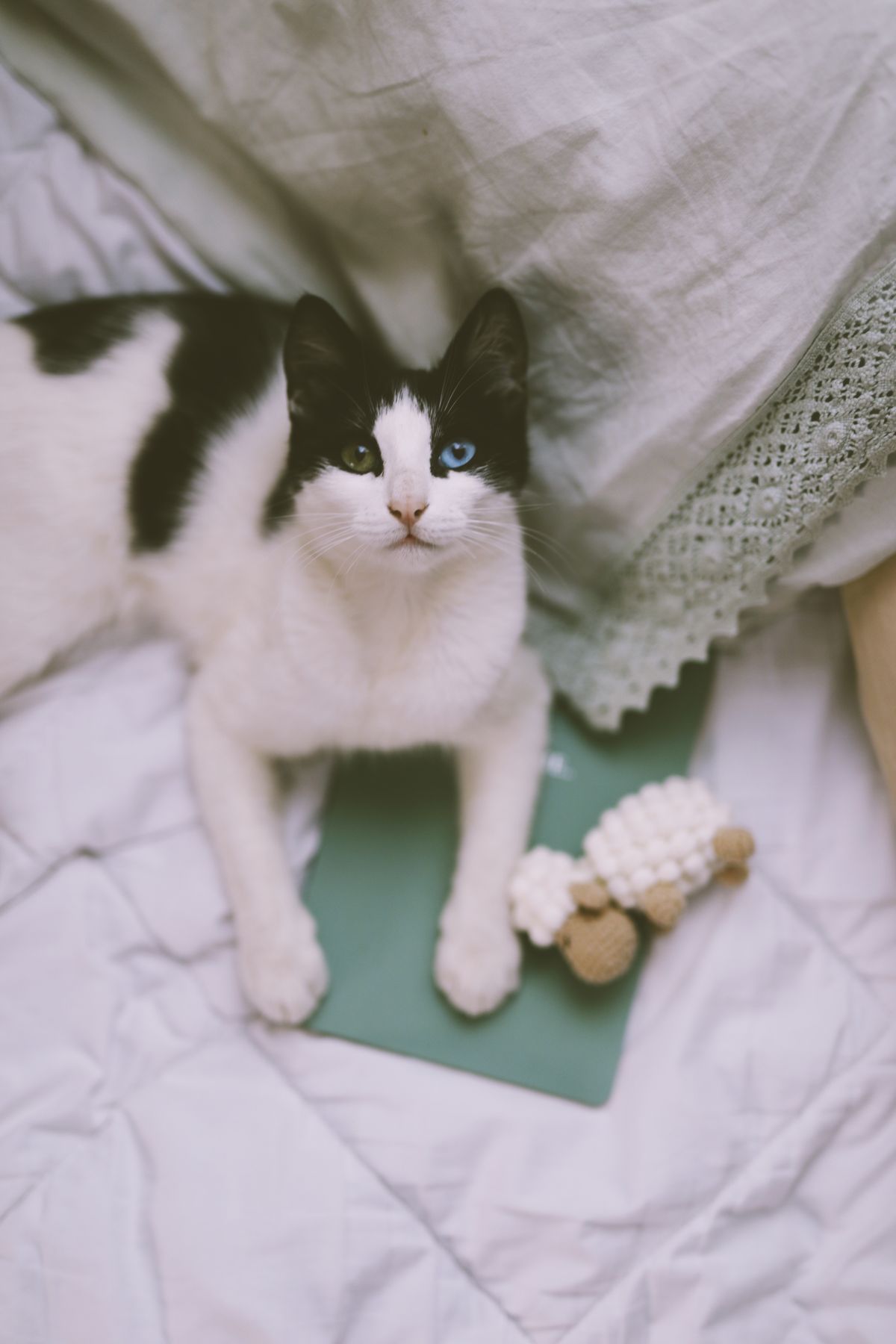Cat resting comfortably on a soft bed and looking toward the camera