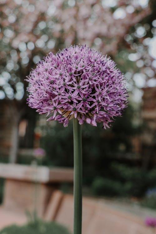 Fotobanka s bezplatnými fotkami na tému flóra, kvet ovocného stromu, kvety