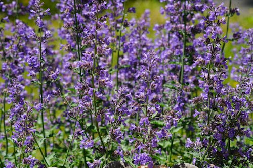 Kostnadsfri bild av blommor, kattmynta, lavendel