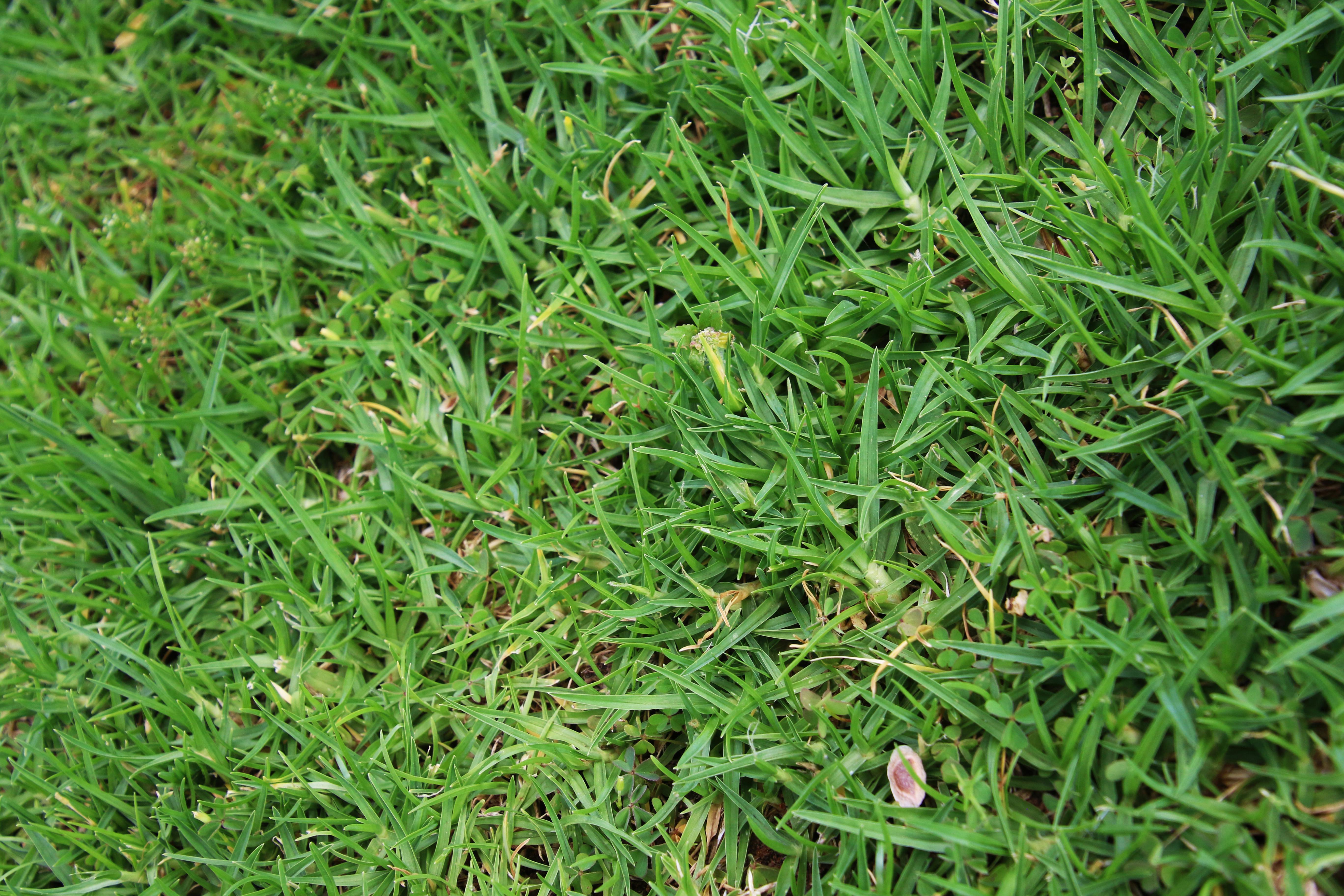 Free stock photo of background, grass, texture