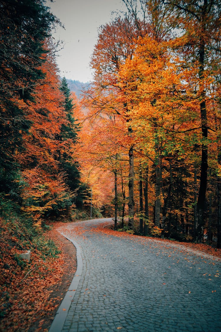 Empty Road Through Autumn Forest