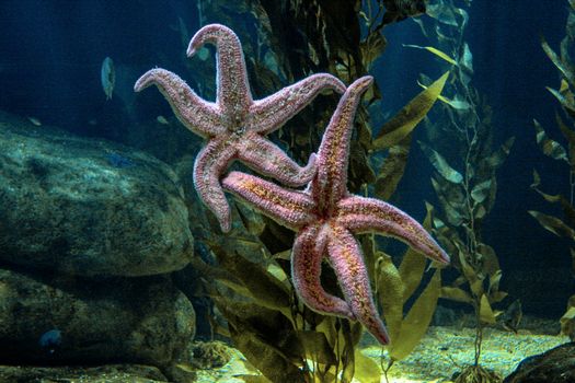 Colorful starfish amidst seaweed in a tranquil underwater scene at an aquarium.