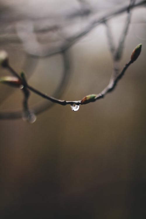 Thin twig with drop of water against blurred background