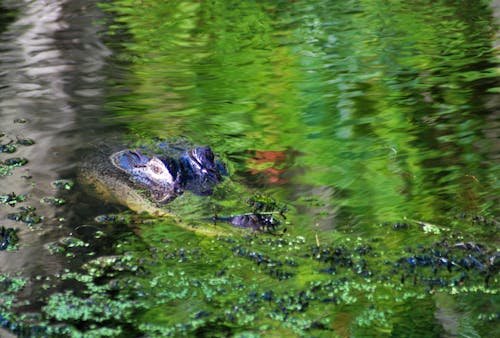 Kostenloses Stock Foto zu alligator, florida, natur
