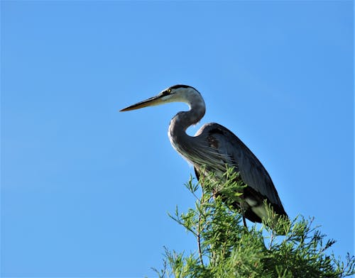 Kostenloses Stock Foto zu blue heron, florida, natur