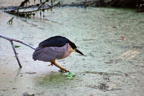 Kostenloses Stock Foto zu florida, natur, reiher