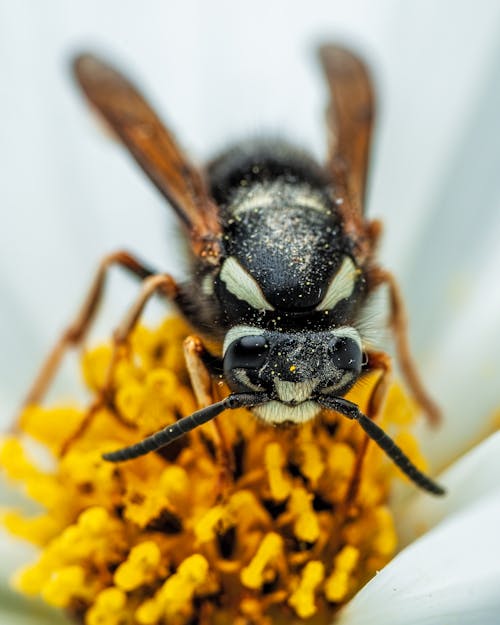 Free Close-Up Shot of a Bee on a Flower  Stock Photo
