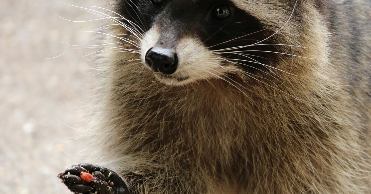 Close Up Photo of a Racoon · Free Stock Photo