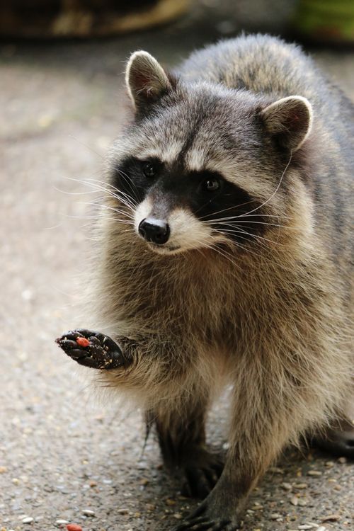 Short Racoon Close Up Photo of a Racoon · Free Stock Photo