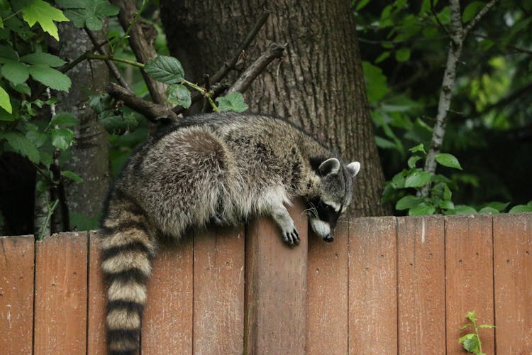 Raccoon On Wooden Fence