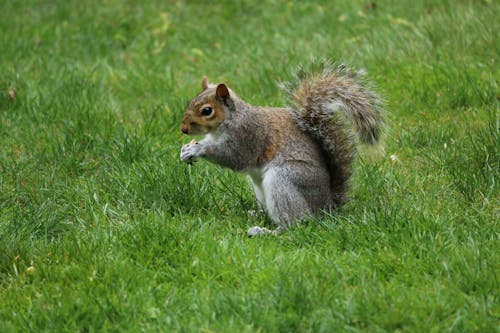 Kostenlos Kostenloses Stock Foto zu gras, graue eichhörnchen, nagetier Stock-Foto