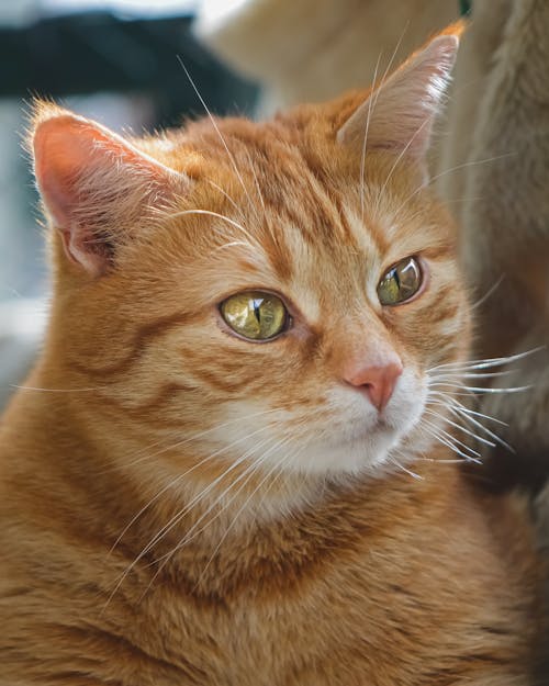 Δωρεάν στοκ φωτογραφιών με felis catus, macro shot, αιλουροειδές