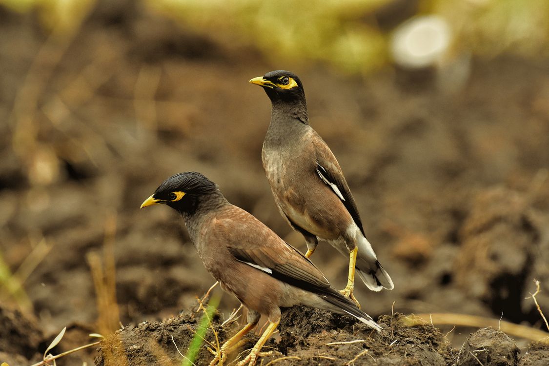 Two Myna Macro Shot of Common Mynas Perched on Soil · Free Stock Photo