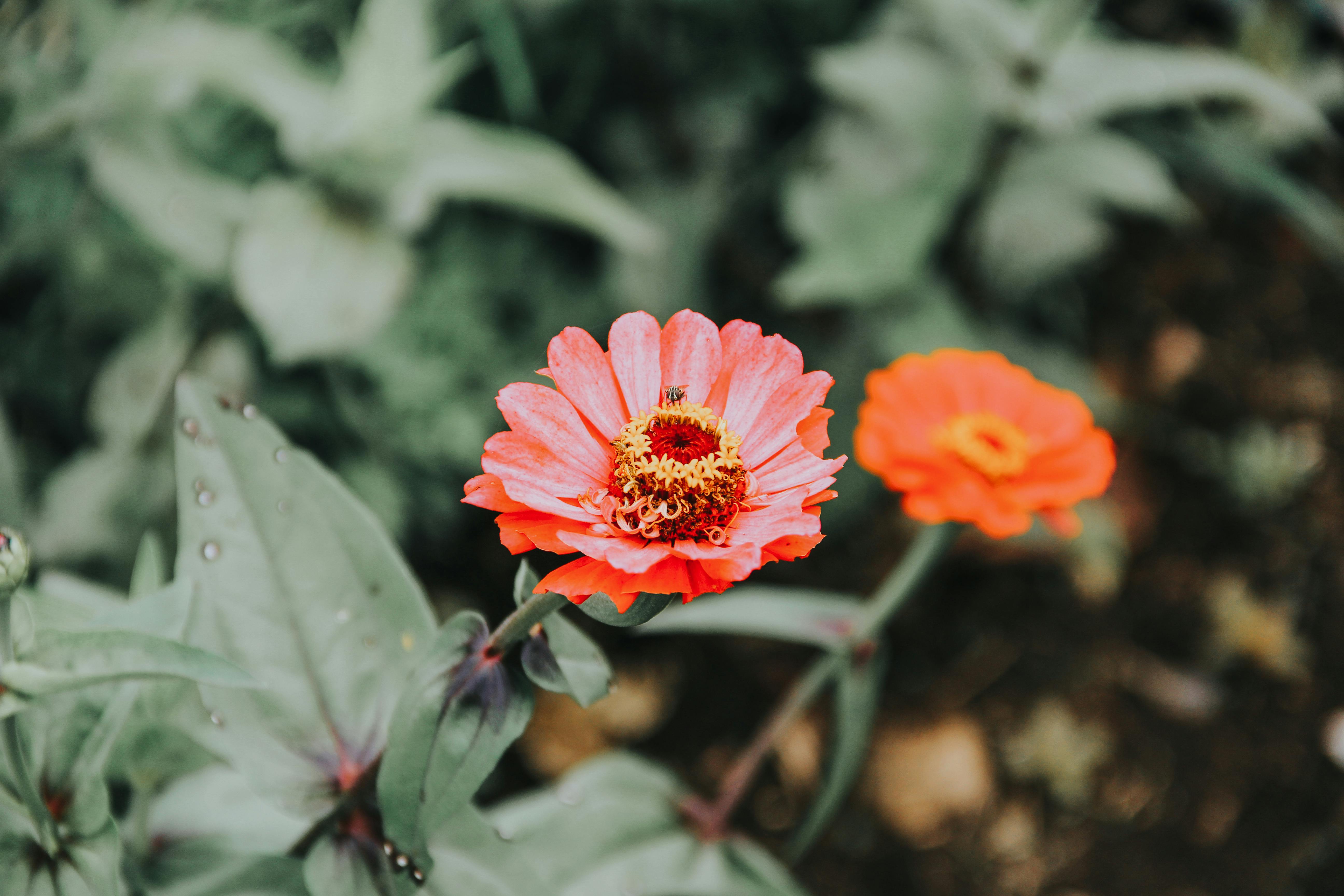 Orange Flower in Bloom · Free Stock Photo