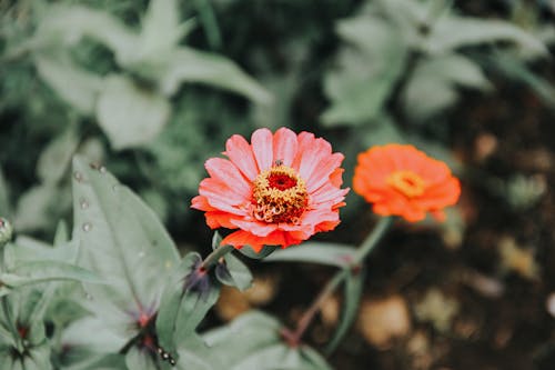 Orange Flower in Bloom