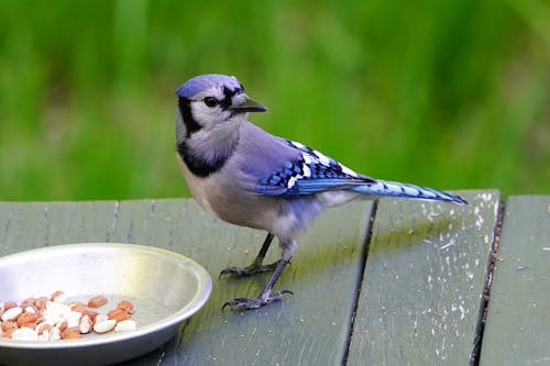 Kostnadsfri bild av blåskrika, jordnötter