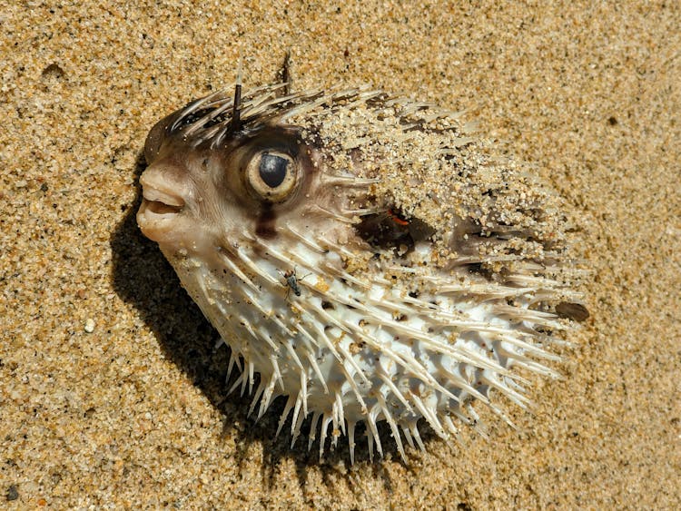 Pufferfish On Brown Sand