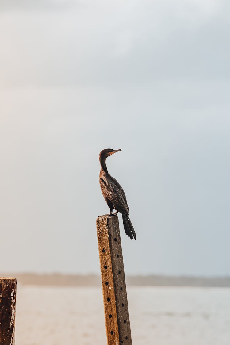 Photo Of Neotropic Cormorant Bird