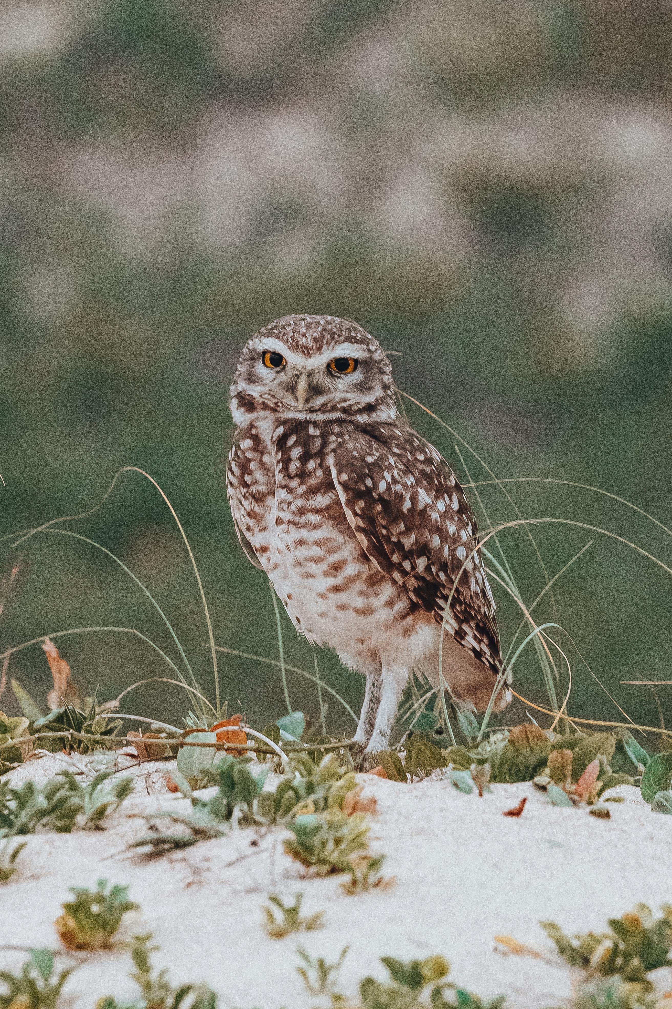 Close-up photograph of a burrowing owl perched on sandy terrain with greenery, showcasing its striking eyes and patterned feathers.