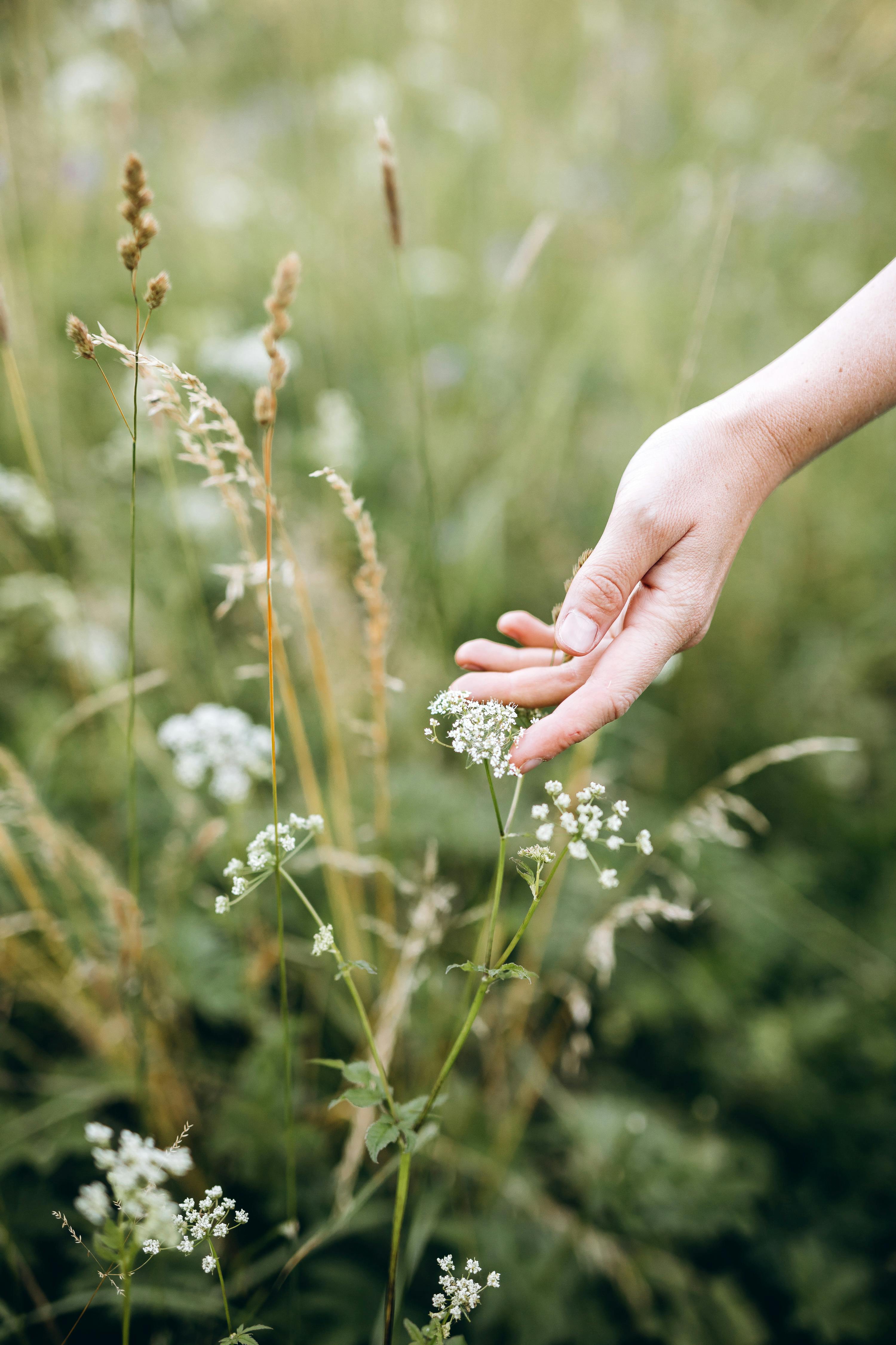 Close-up of a hand gently touching white wildflowers in a lush green meadow.