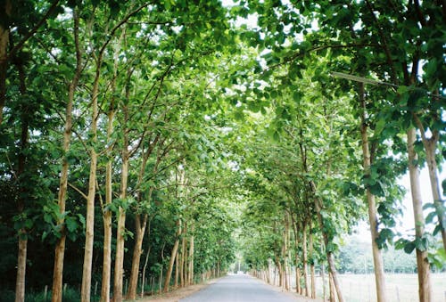 Free Gray Road Between Green Trees Stock Photo