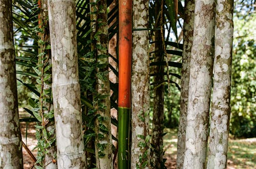 Imagine de stoc gratuită din a închide, arbori, bambus