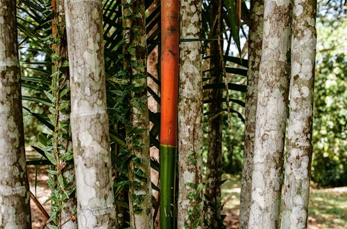 Fotos de stock gratuitas de arboles, bambú, bañador