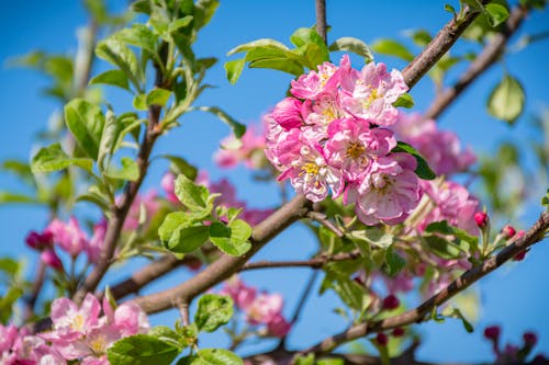 Ilmainen kuvapankkikuva tunnisteilla hedelmäpuu, kukat, omenapuu