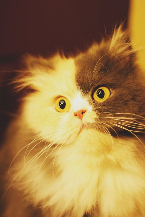 Kostnadsfri bild av ansikte, calico katt, gul