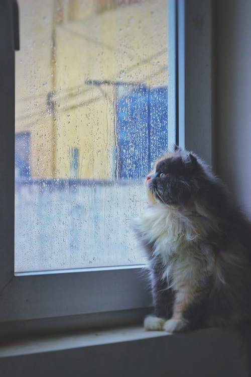Kostnadsfri bild av fönster, katt, perser