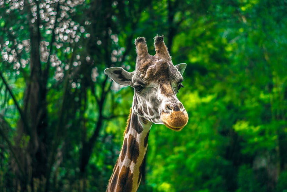 Beige and Brown Giraffe