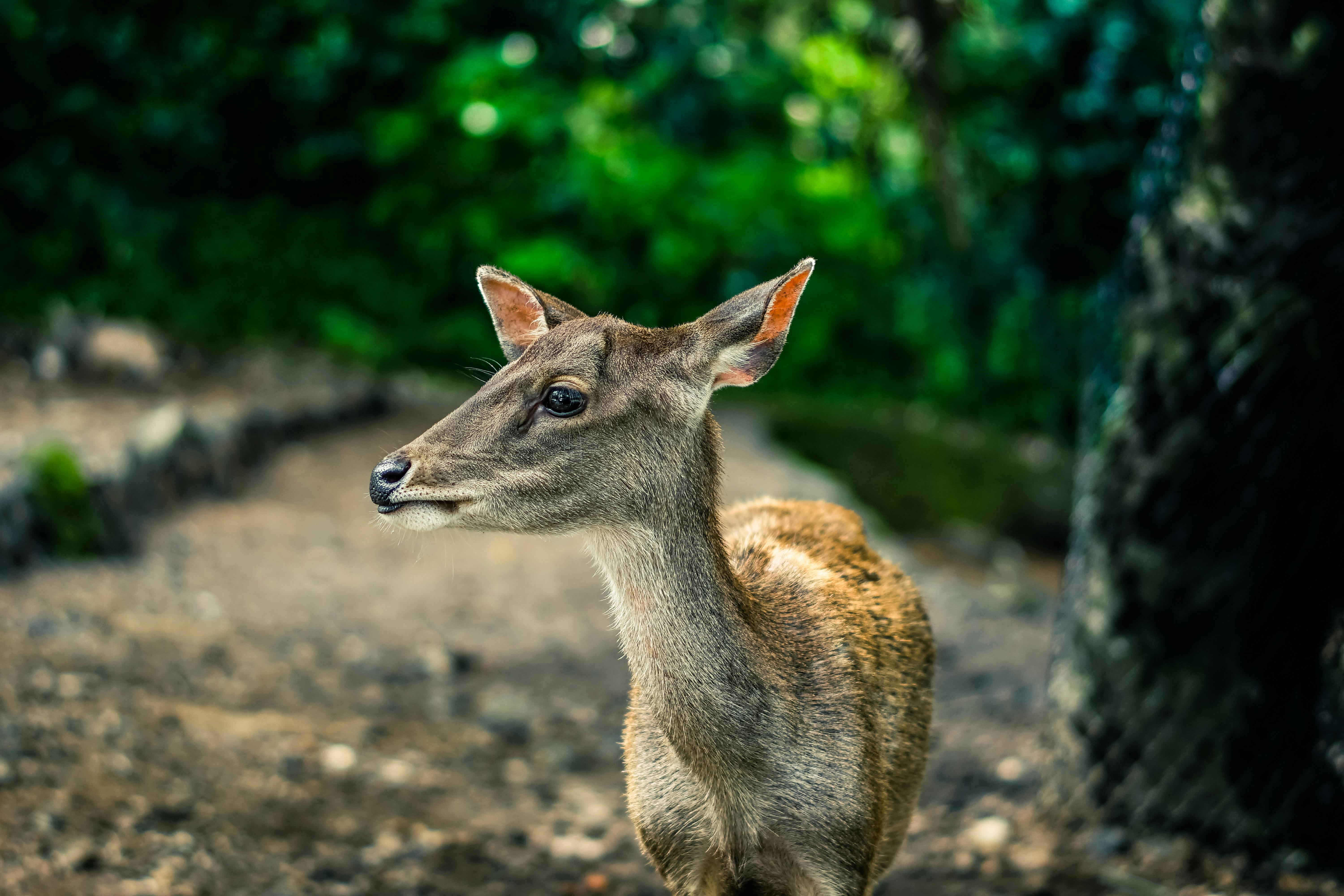 Selective Focus Photography Brown Doe · Free Stock Photo