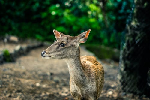 Free Selective Focus Photography Brown Doe Stock Photo