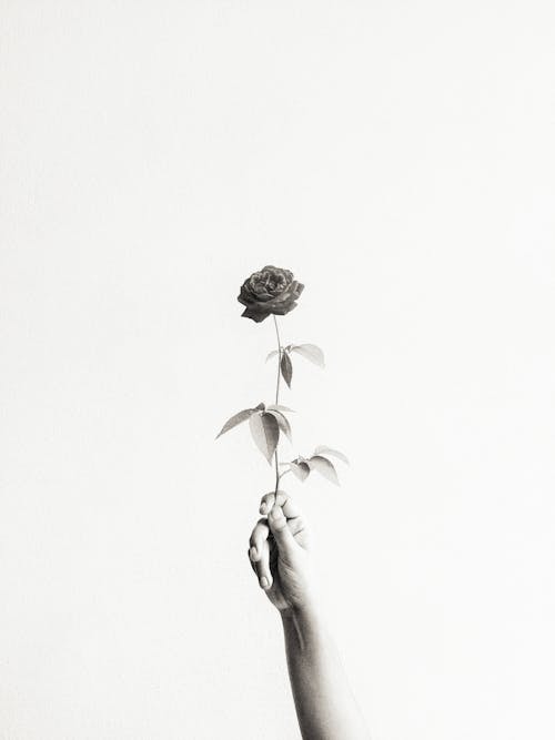 Grayscale Photo of a Person Holding a Rose 