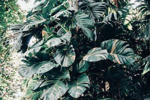 Green lush long leaves of exotic tree