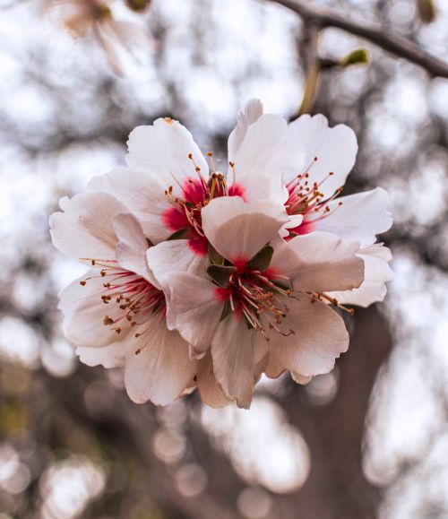 Free Delicate cherry blossoms in Istanbul, capturing spring's essence up close. Stock Photo
