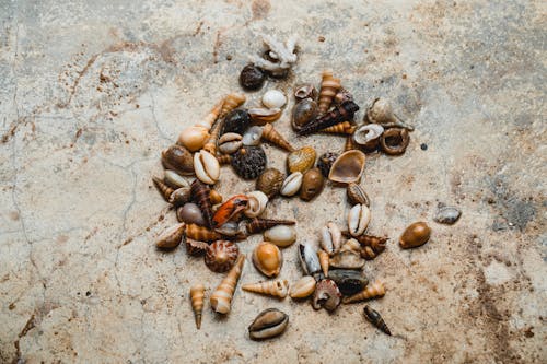 Top view of many assorted colourful little seashells scattered on rough crack uneven stone surface