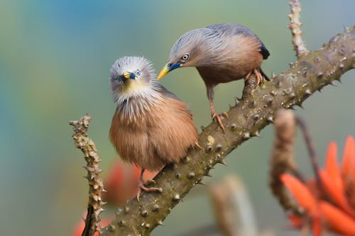 Free Two Chestnut Tailed Starling Birds Perched on Tree Branch Stock Photo