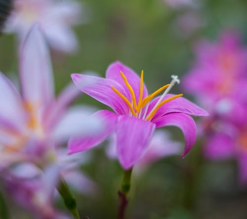 Foto profissional grátis de broto, fechar-se, flor