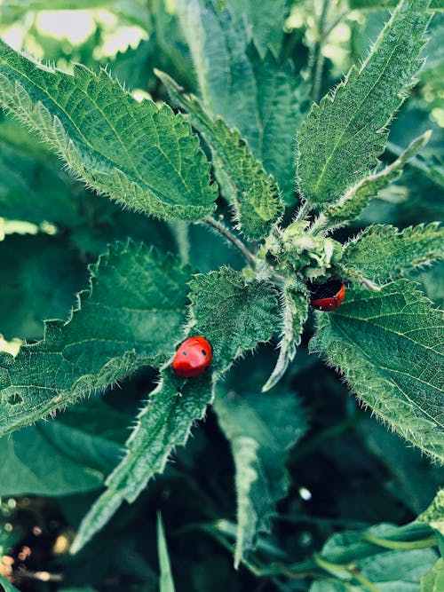 Red Ladybugs on Green Leaves