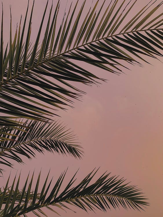 Close-Up Shot of Palm Leaves · Free Stock Photo