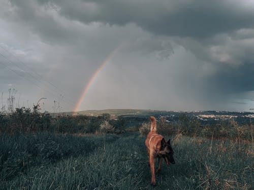 Základová fotografie zdarma na téma belgická malinois, domácí zvíře, fotografování zvířat