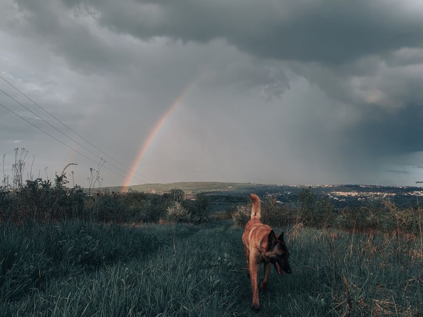 Understanding Pet Insurance for Injuries Sustained During Storm Damage in the UK 2026