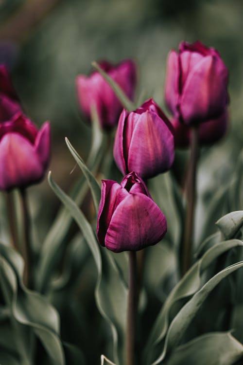 Close-Up Shot of Purple Tulips in Bloom