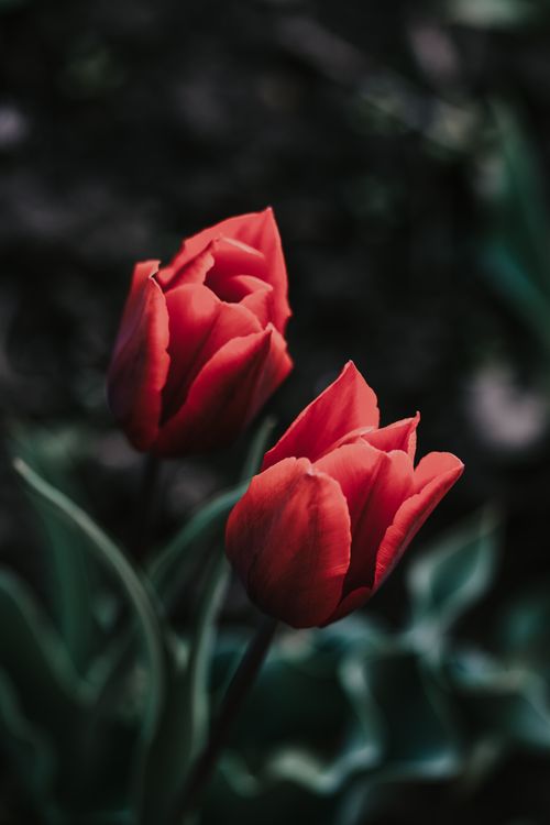 Free Two vibrant red tulips in full bloom, captured in a dramatic close-up against dark green foliage. Stock Photo