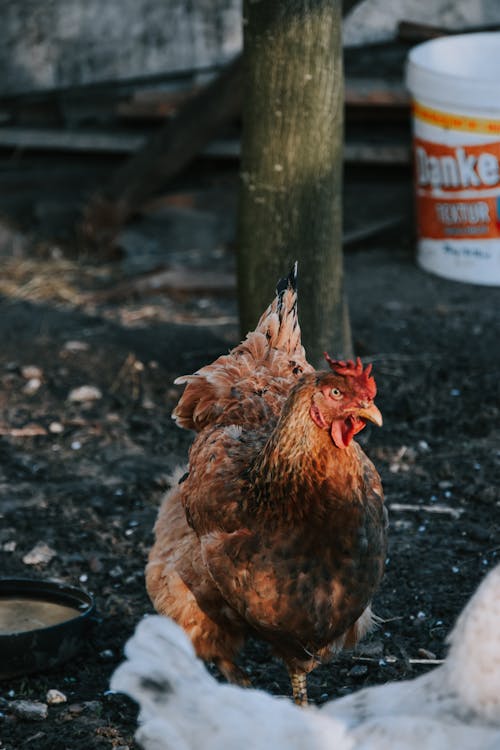 Close-Up Shot of a Hen