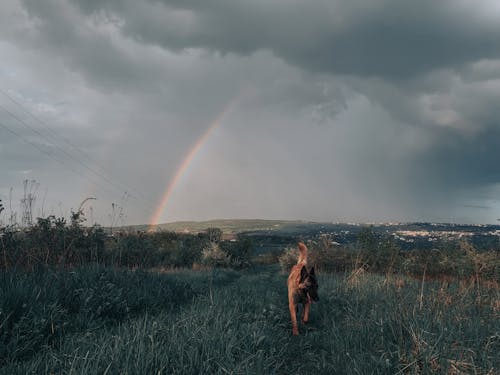 Základová fotografie zdarma na téma belgická malinois, domácí zvíře, fotografování zvířat