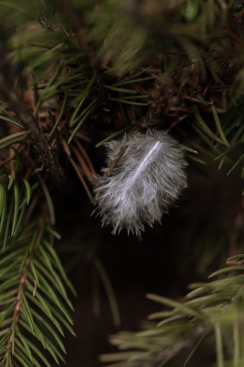 Close-up of a Feather Stuck Between Conifer Needles 